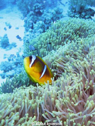 The Red Sea anemonefish; Canon 720is & Inon Z240 x 2 by Blaza Jovanovic 